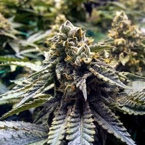 Meet your Posher, Mr